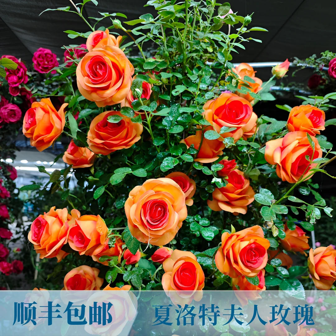 高端（夏洛特夫人）  大花重瓣浓香 多季开花庭园 爬藤蔷薇花