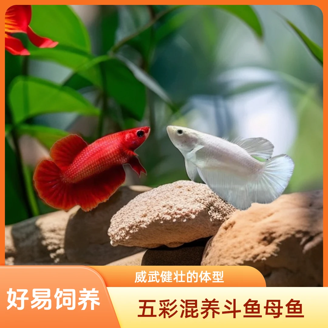 （随机发）半月母斗鱼泰斗五彩小型热带观赏鱼混养繁殖抱卵母鱼
