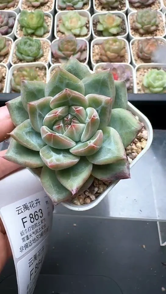 862F云禹多肉植物 默认脱土纸巾打包 3颗包邮