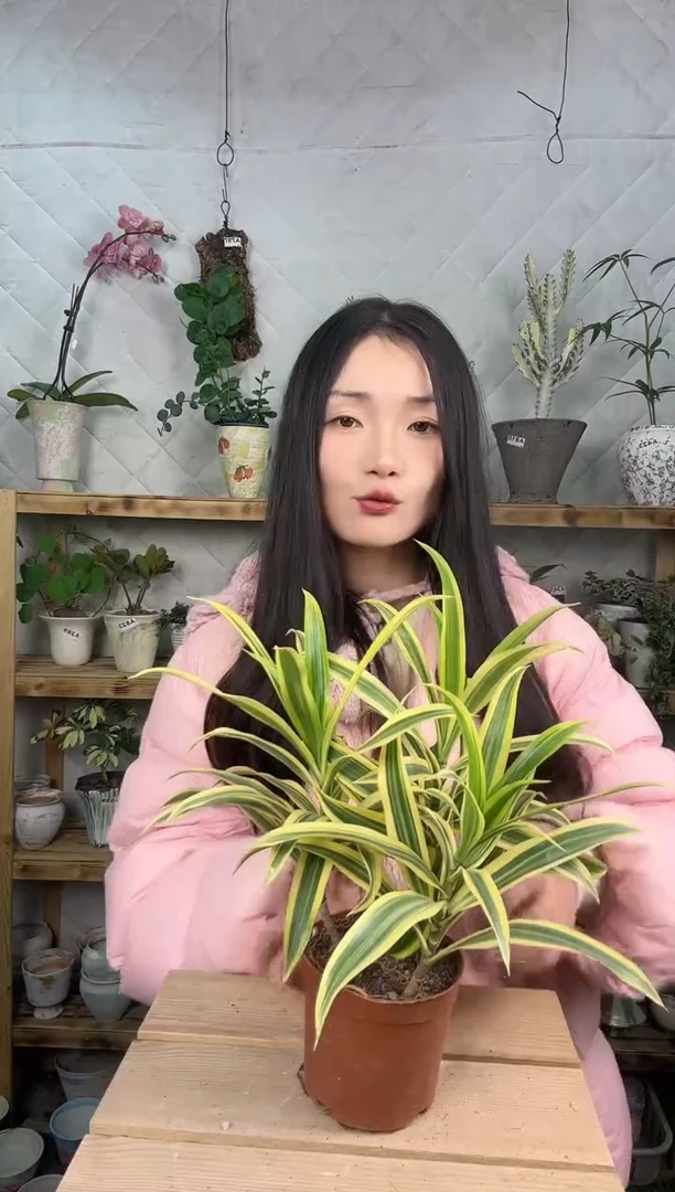 无花朵155金边百合竹育苗盆