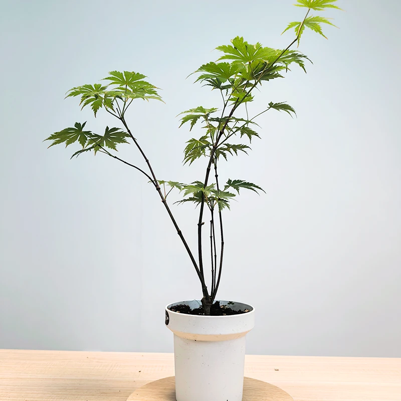 女神盆栽枫树盆景盆栽适合客厅书房茶室玄关阳台庭院好养活观赏盆