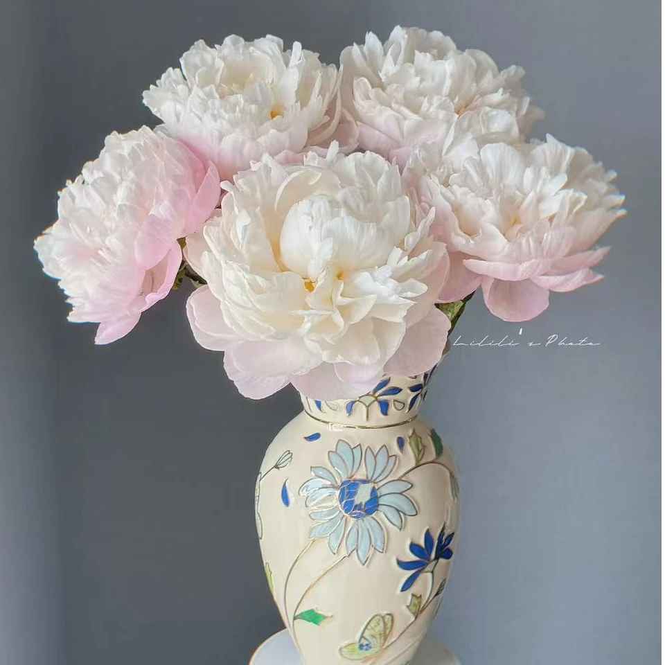 【专属-栀子】AAA级芍药鲜花渐变鲜切花山东菏泽基地直发