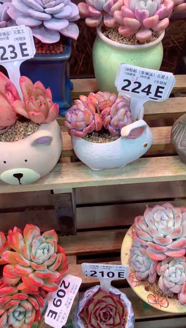 224E（一物一拍，精品多肉，w所见即所得