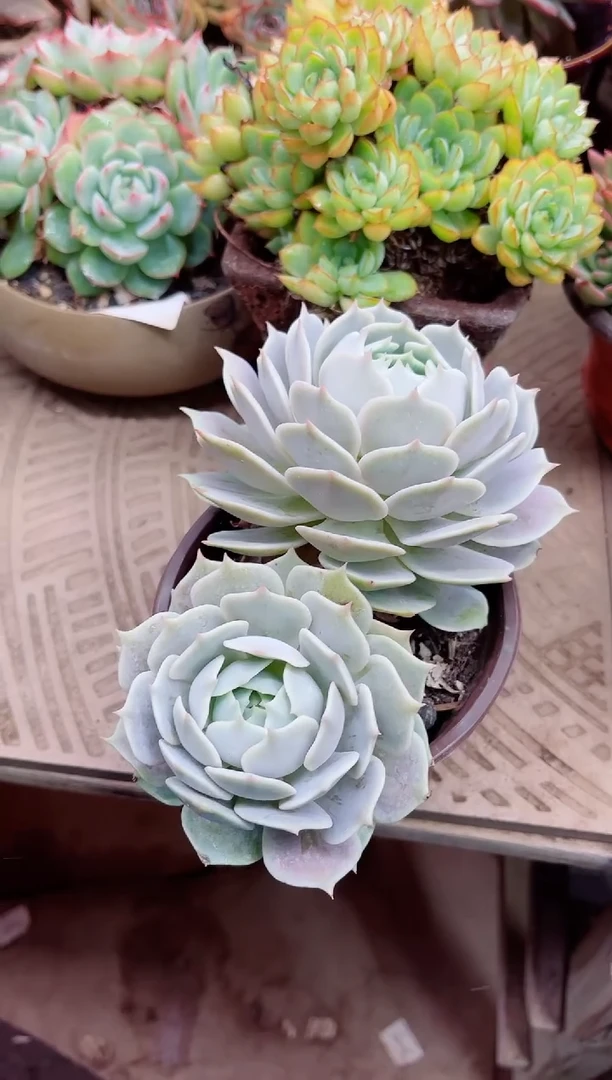 明**我17014多肉植物一物一拍