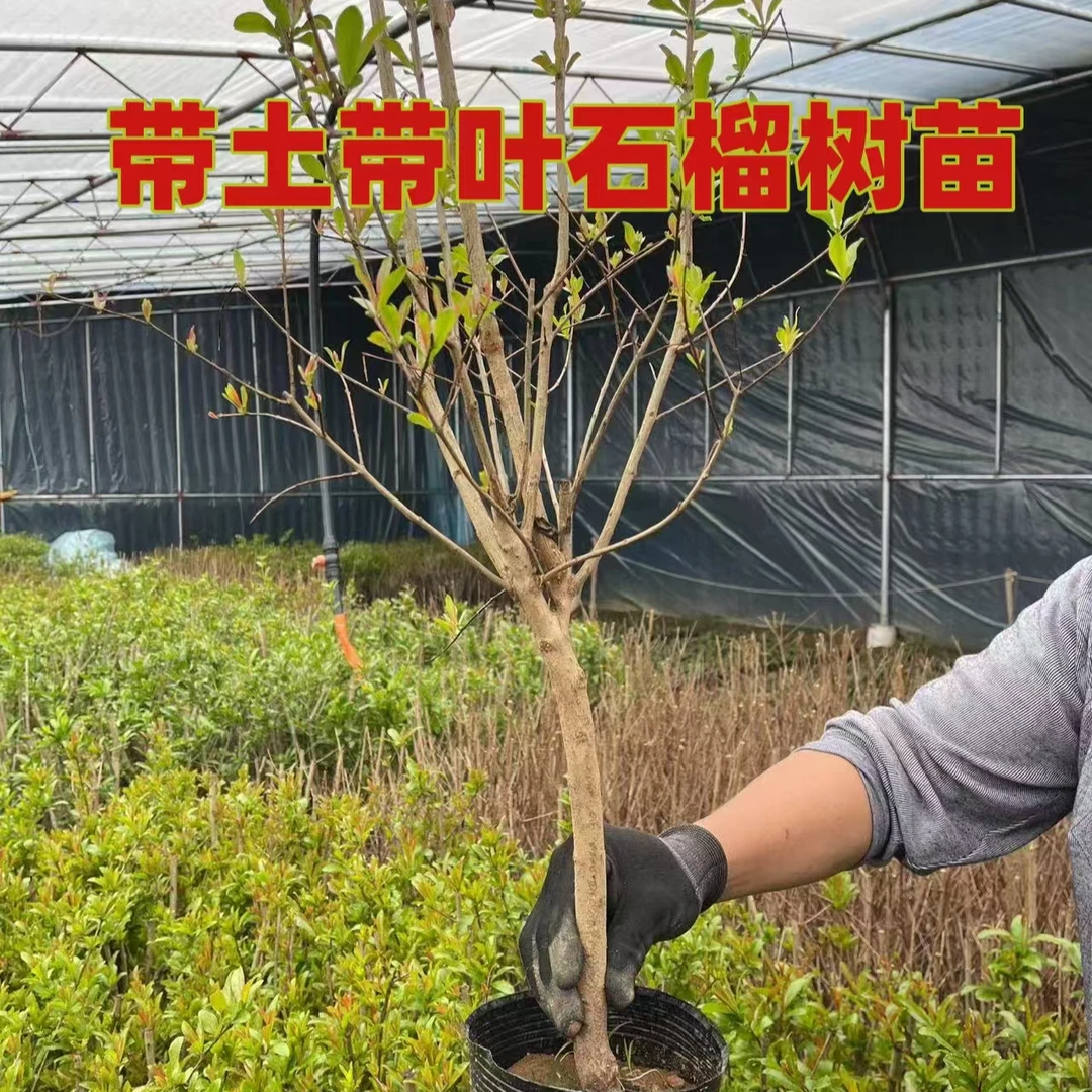 带土带叶发货大果甜石榴树苗蒙阳红大红袍耐寒盆栽地栽阳台庭院