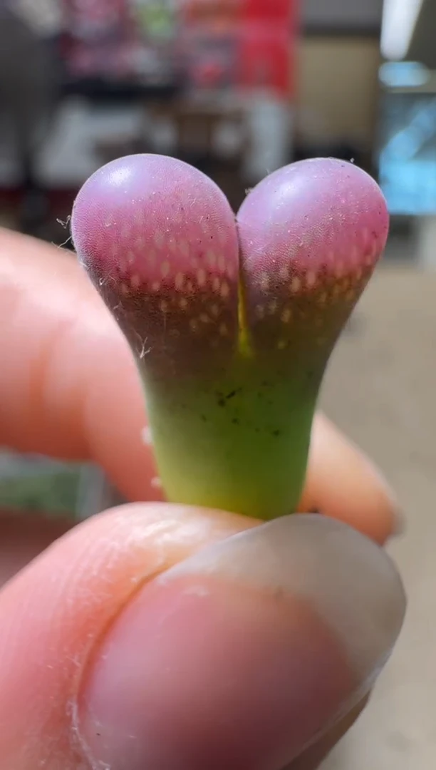 12-121多肉植物肉锥