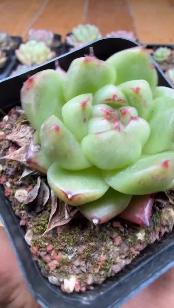 东云多肉园三号店-81