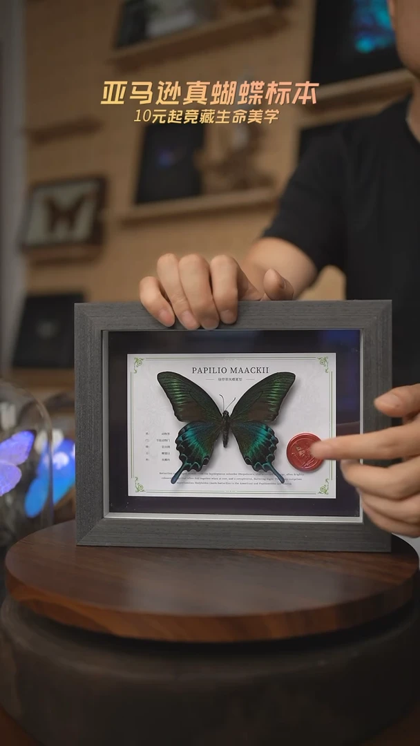 有机玻璃绿带翠凤蝶