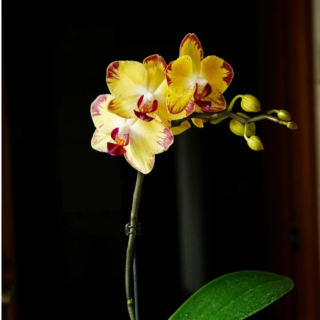 兰蝶汇【爸爸加油】蝴蝶兰花卉