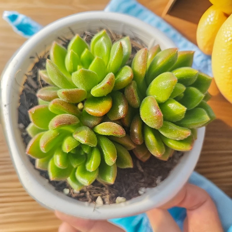 精选卡罗尔 拾忆多肉 好养阳台多肉植物