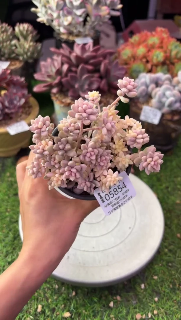 昆明印象多肉05854