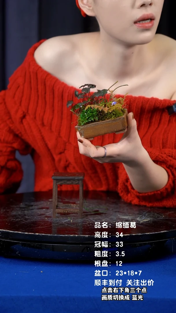 【闪购商品】山野草手作盆