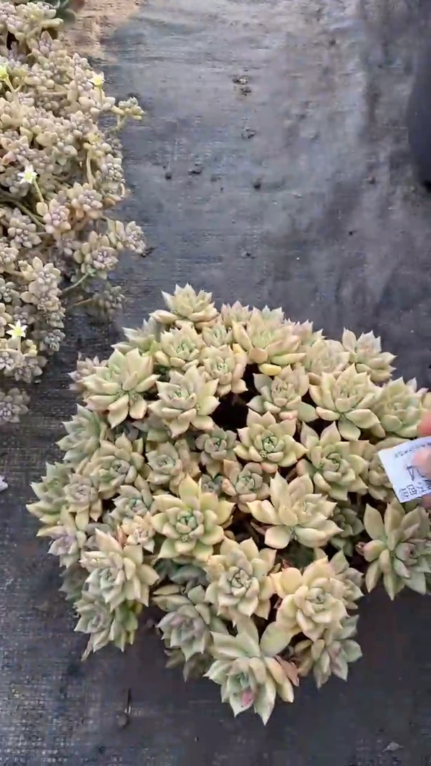 【闪购商品】1624璀璨