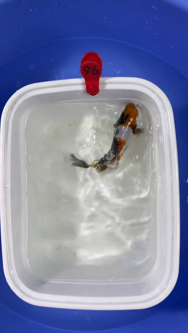 锦鲤活体二号链接