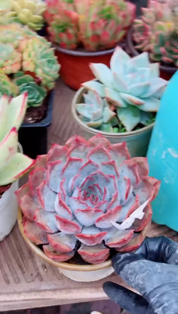 ʚ**ɞ12106多肉植物一物一拍吧