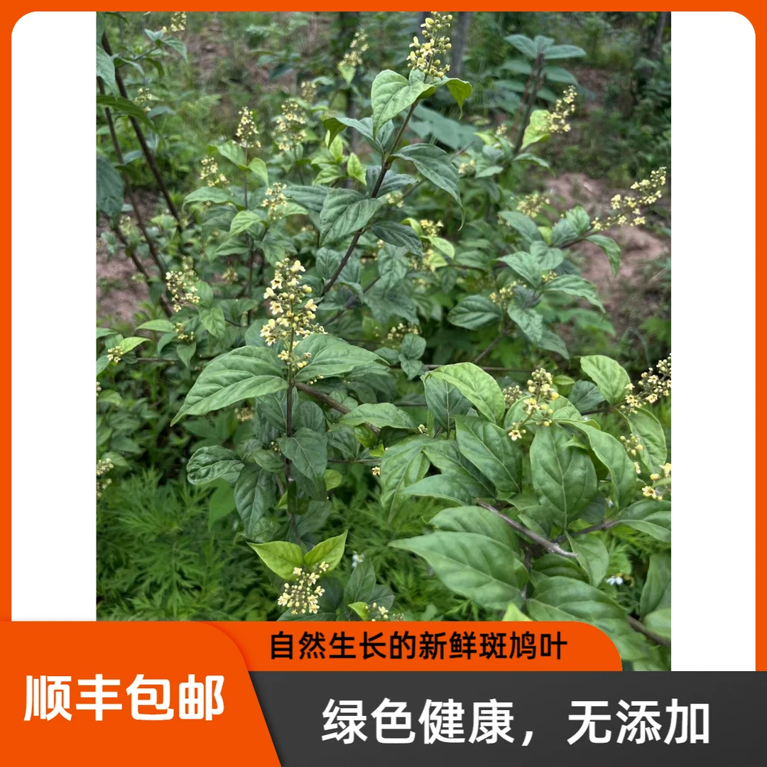 【顺丰包邮】新鲜神仙豆腐叶子现摘叶可做凉粉斑鸠叶翡翠凉粉纯手工