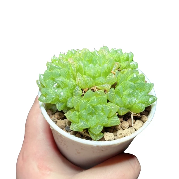 【雪花玉露群】十二卷新手好养多肉植物根系带土原盆栽培种植拍下发