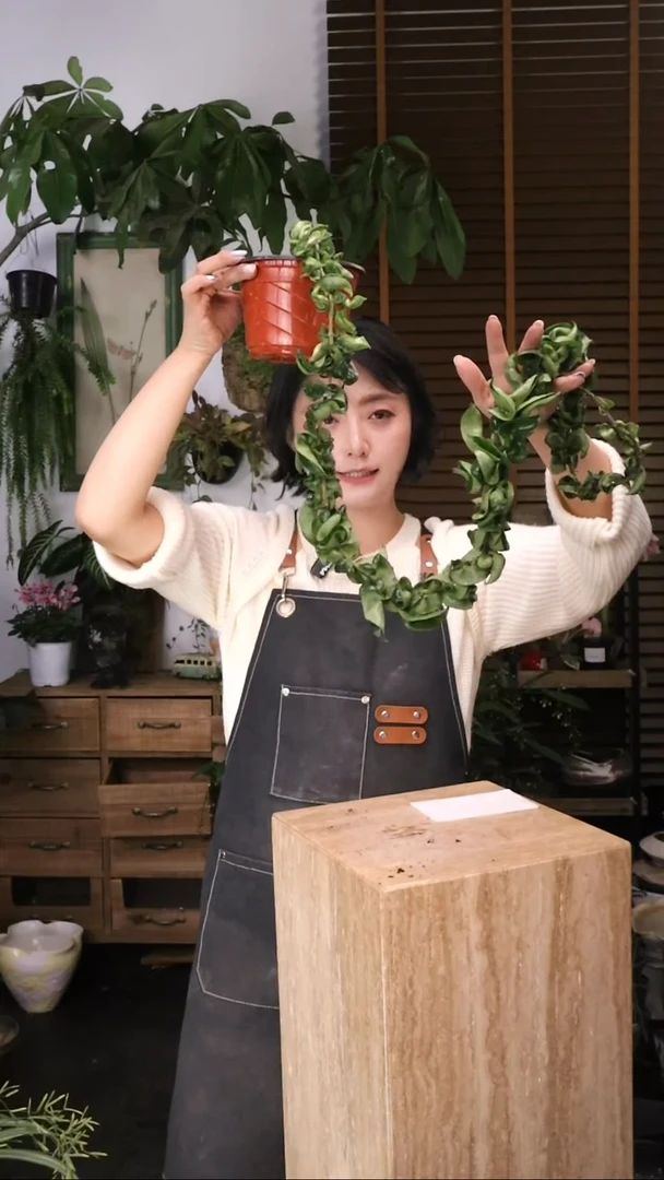 当前无花朵，栽培后可花朵 卷叶球兰 原盆 顺丰