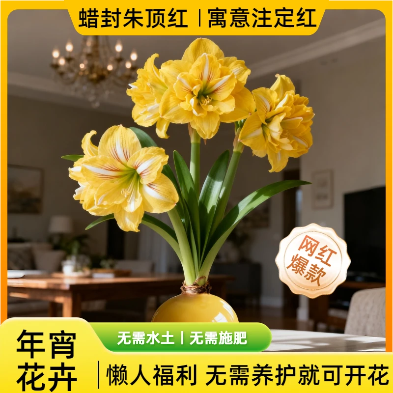 进口蜡封朱顶红懒人植物四季开花花期长无需养护年宵花卉注定红