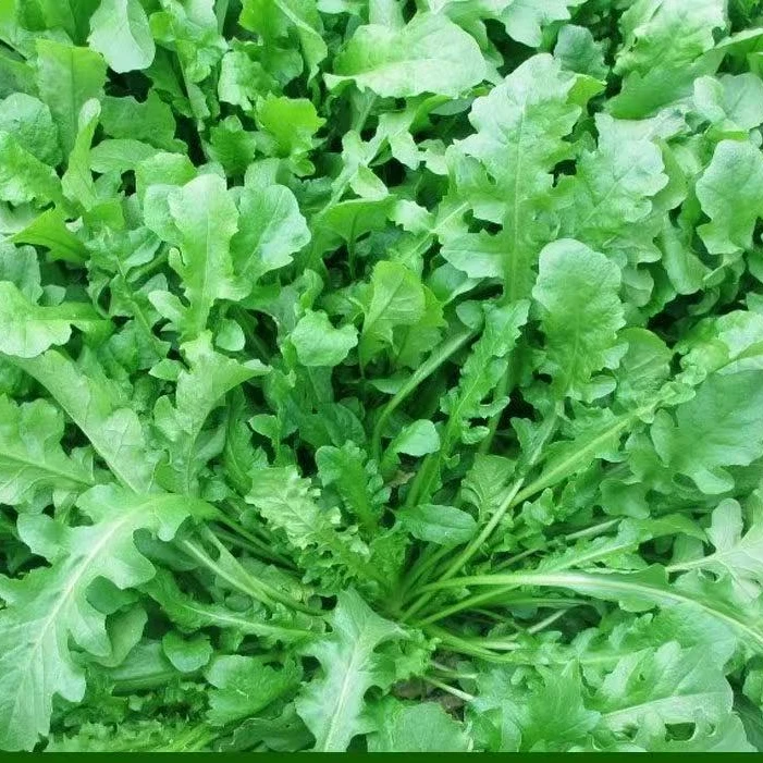 【全店满8包包邮】野生大叶荠菜种子