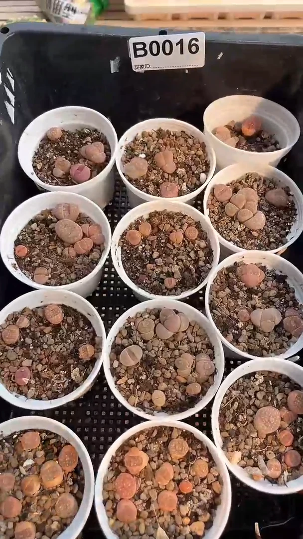 【闪购商品】0016 有点小介意的勿拍