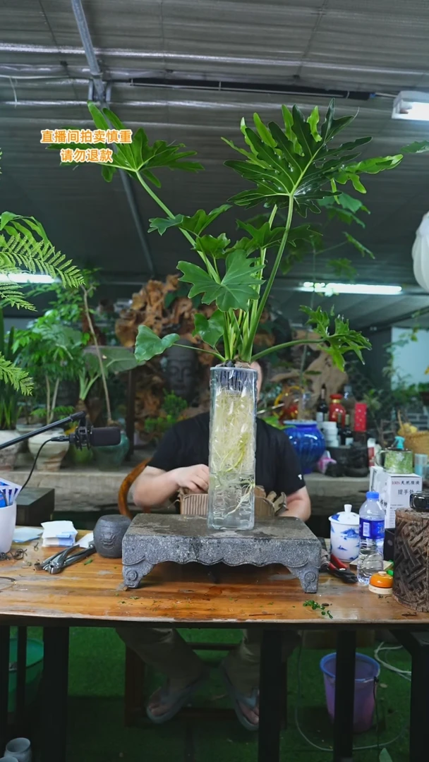当前无花栽培后可以开花老桩龙鳞春羽方形玻璃瓶