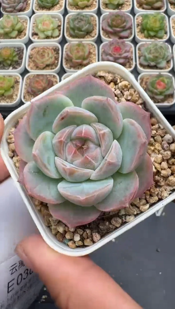 368E云禹多肉植物 带盆土纸巾打包 3颗包邮