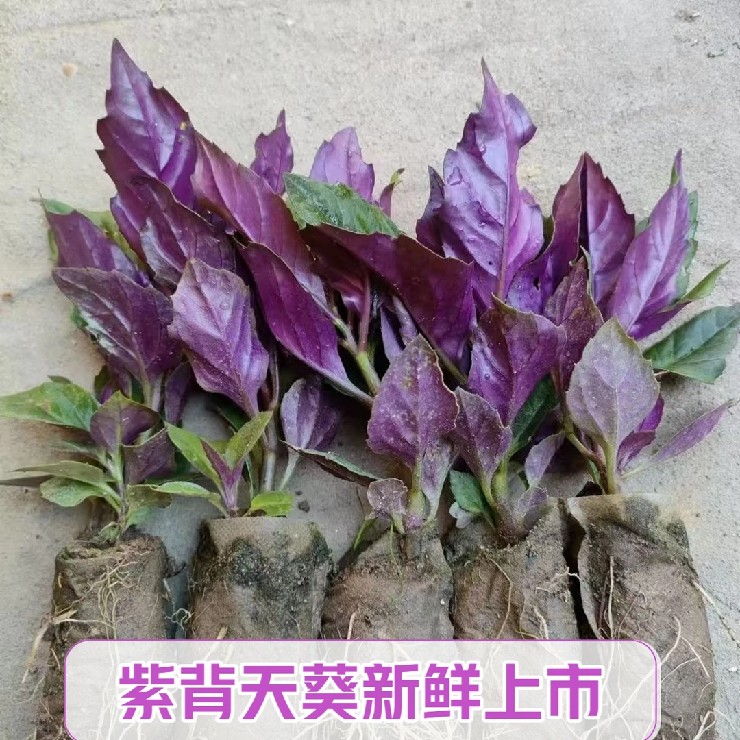 可食用紫背菜苗紫背菜天葵种苗带土血皮菜观音菜种苗盆栽地栽菜苗