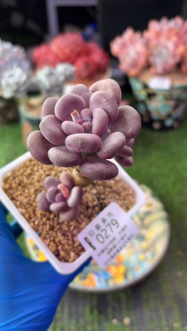 昆明印象多肉0279