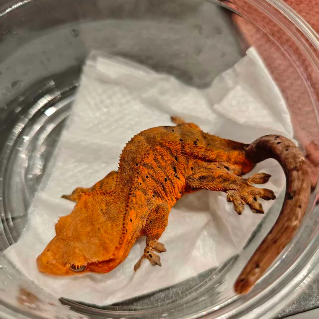 142号睫角守宫红虎纹麦町母