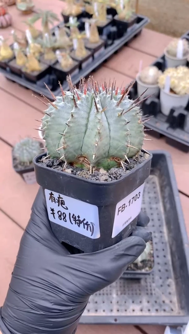 【闪购商品】魁伟玉FB-1703