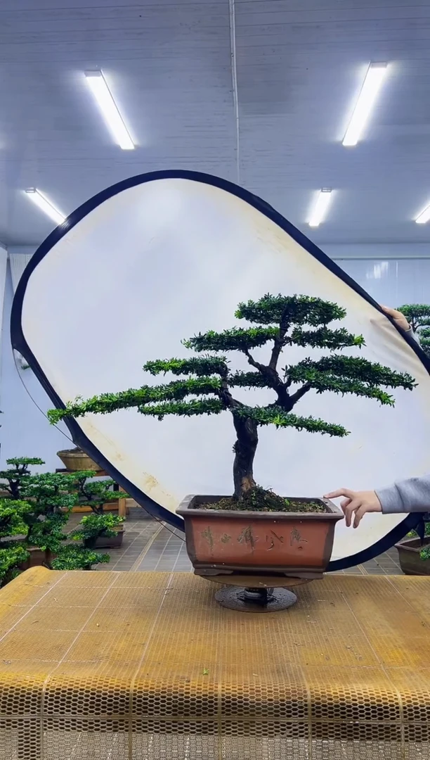 无花朵放****己00000000000000000000