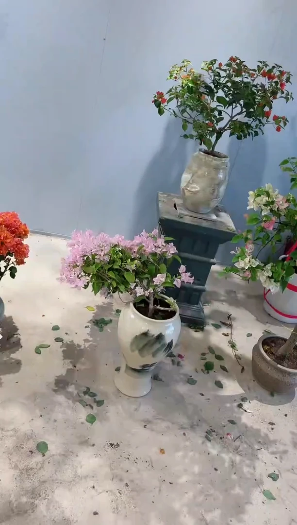 全部花朵听****所丽娜三角梅