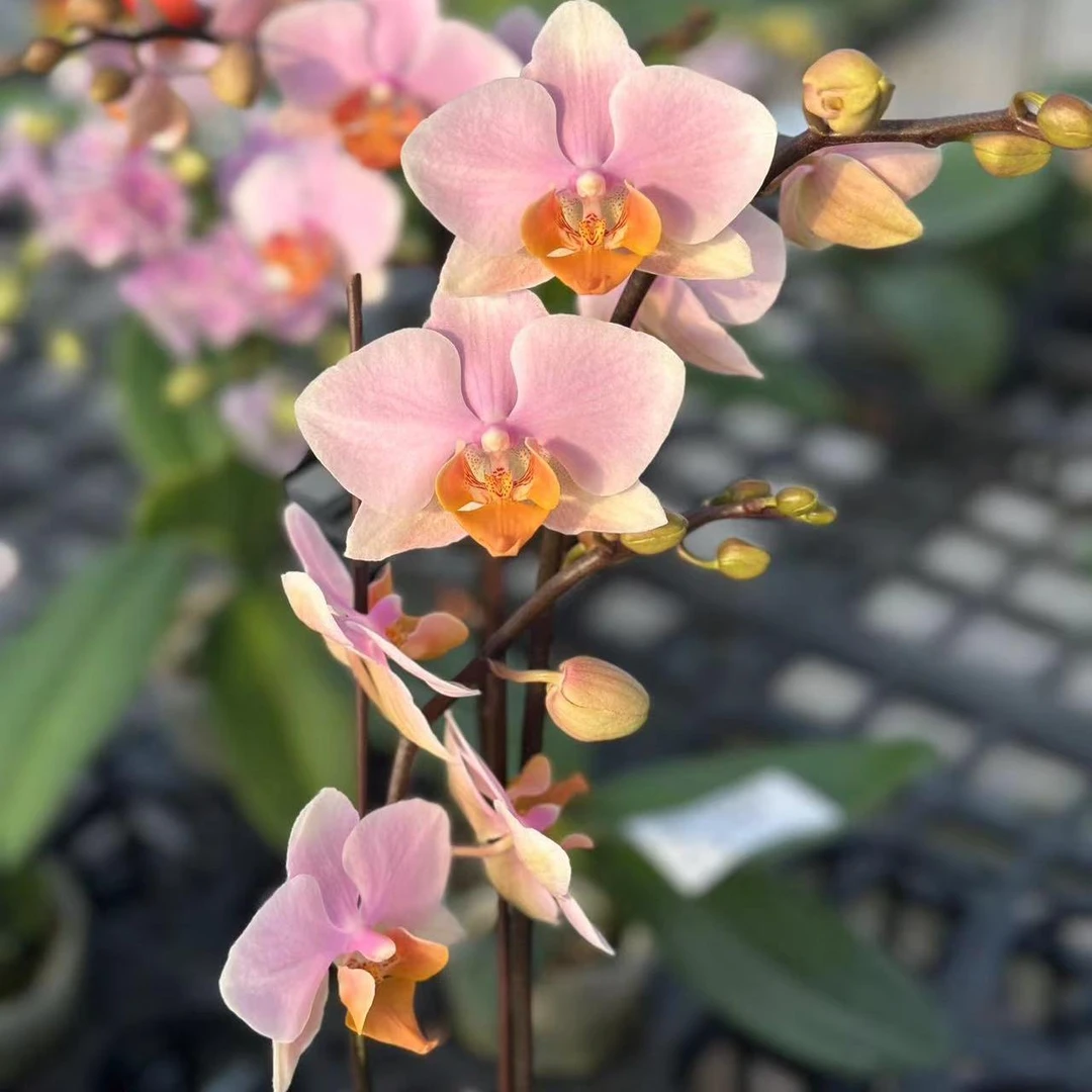 【图尔坎】【同品5-6颗送盆】植成一派蝴蝶兰基地组盆易养活