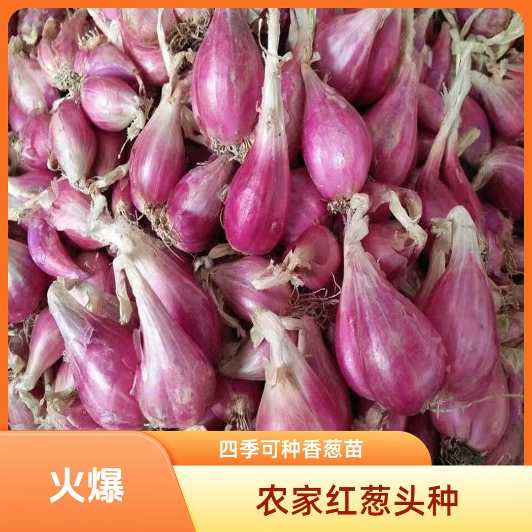 四川正宗红葱头葱种铁葱火葱自家种盆栽红葱头四季种植四季小香葱