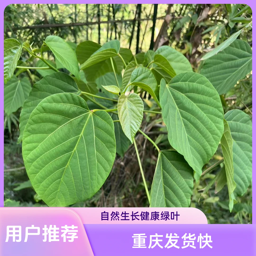 重庆发货新鲜现摘油桐籽树叶果子桐子叶麦粑包材垫底顺丰包邮