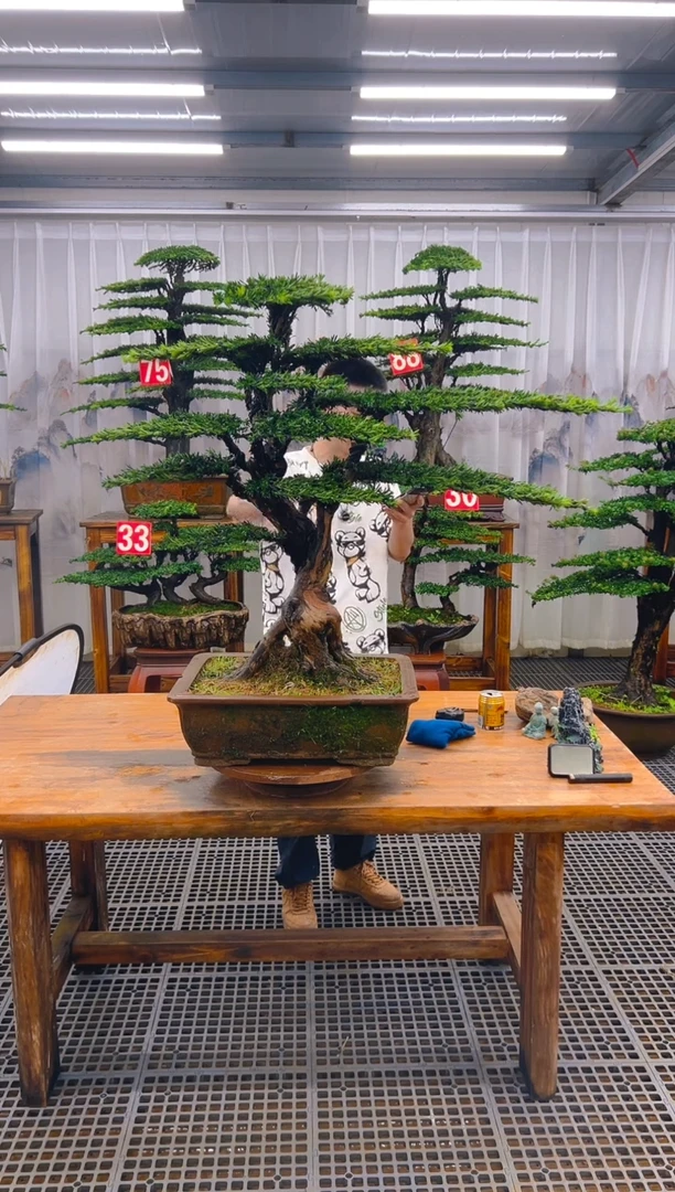 无花朵M*萧精品盆景直播间一物一拍