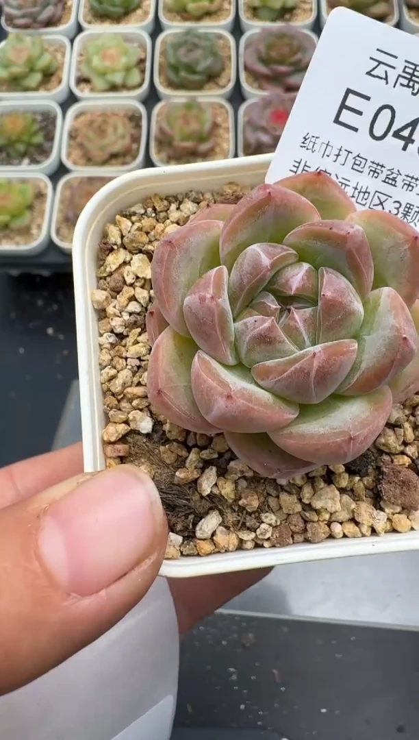 459E云禹多肉植物 带盆土纸巾打包 3颗包邮