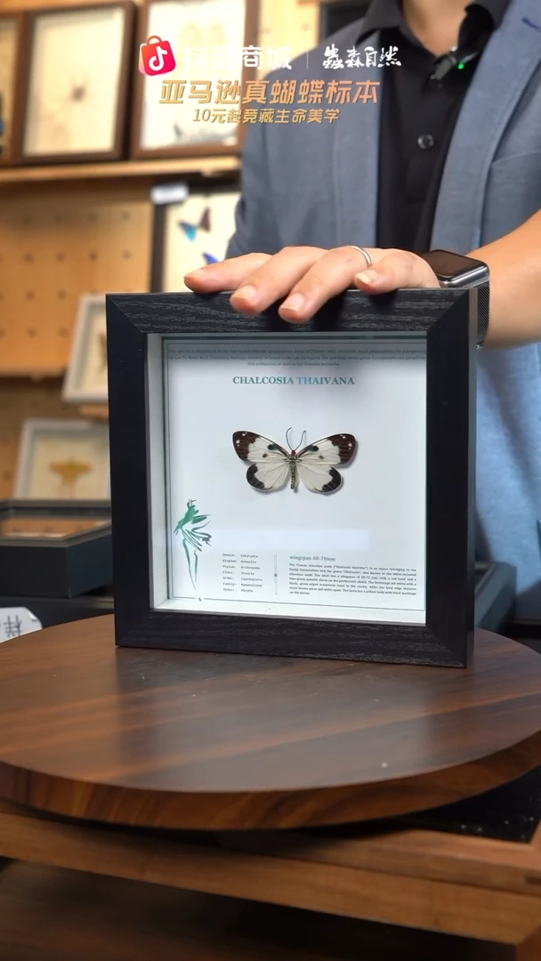 光辉荧斑蛾豪华版6寸方框