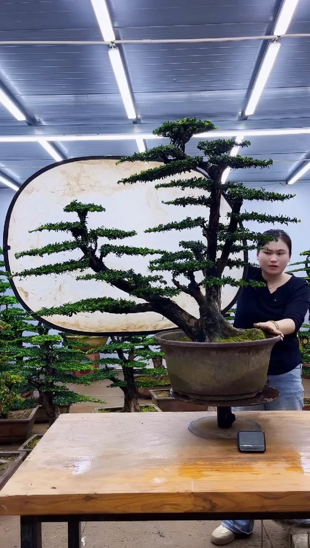 无花朵一物一拍，所见即所得