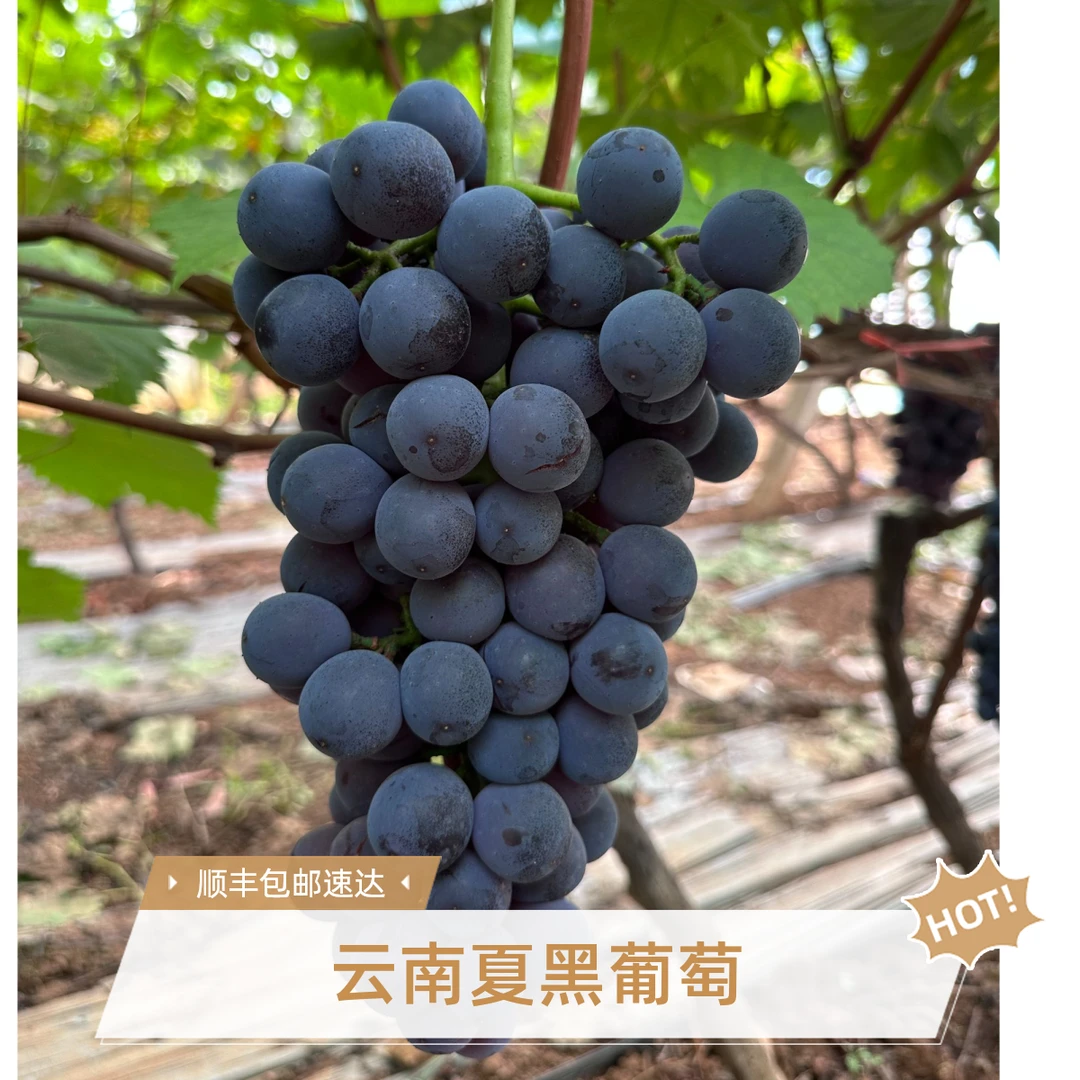 【顺丰速发 鲜葡萄】云南无籽夏黑葡萄新鲜孕妇新鲜水果