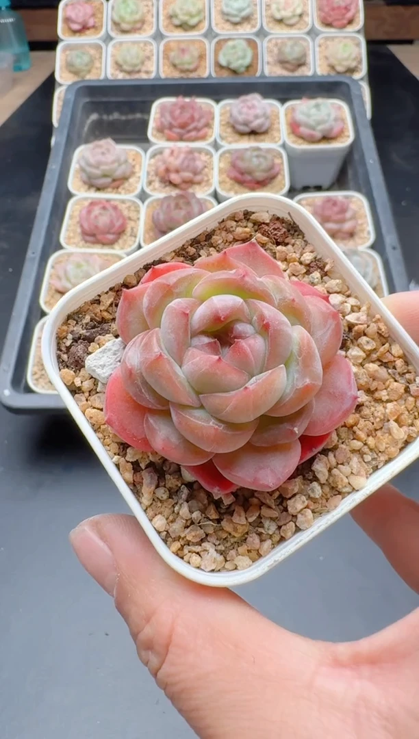 【闪购商品】644A多肉带盆土6.5杯当天拍3颗包柚