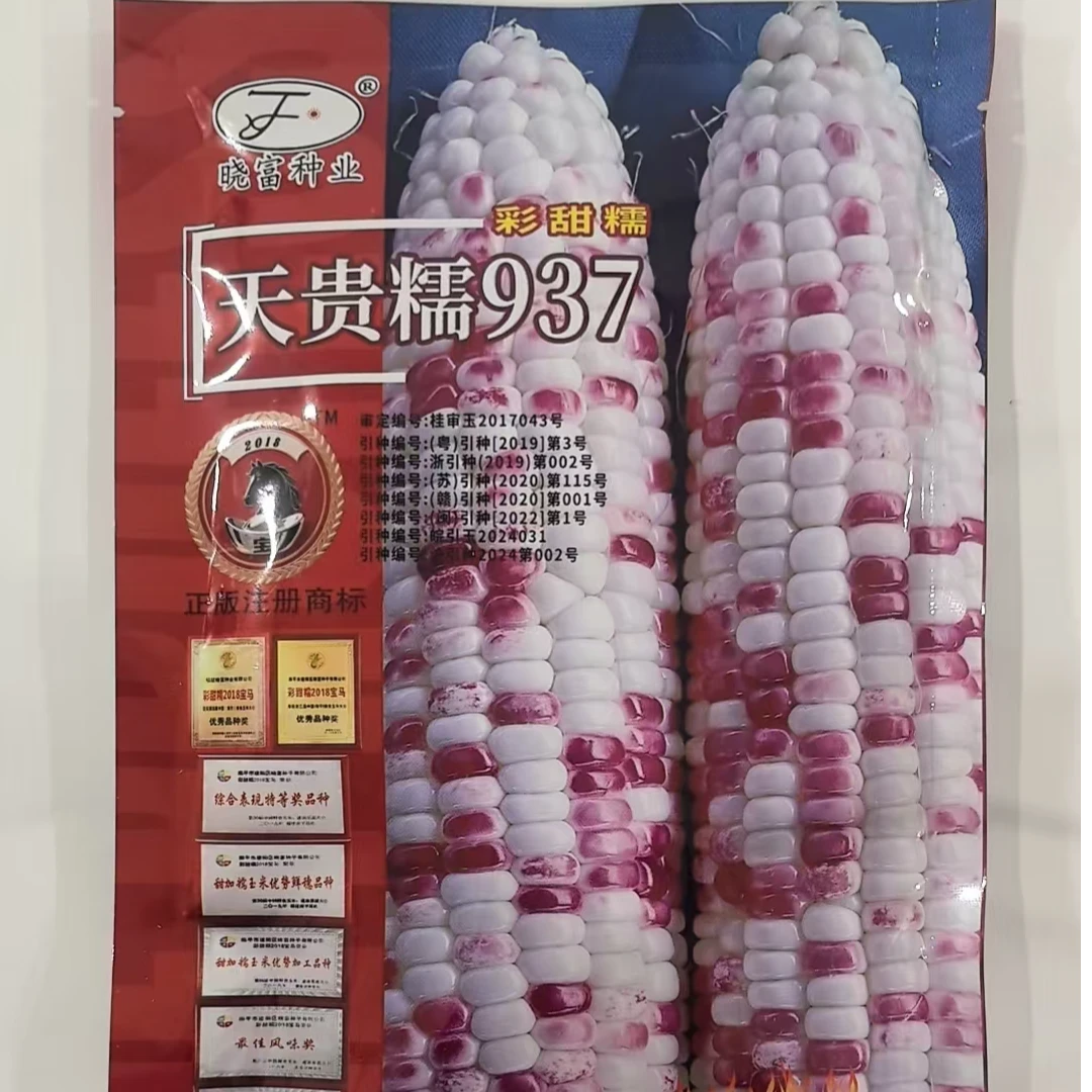 天贵糯937甜糯玉米抗病高产口感好甜粘香大棒鲜食