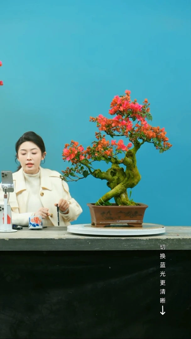 【闪购商品】盆景三角梅盆景