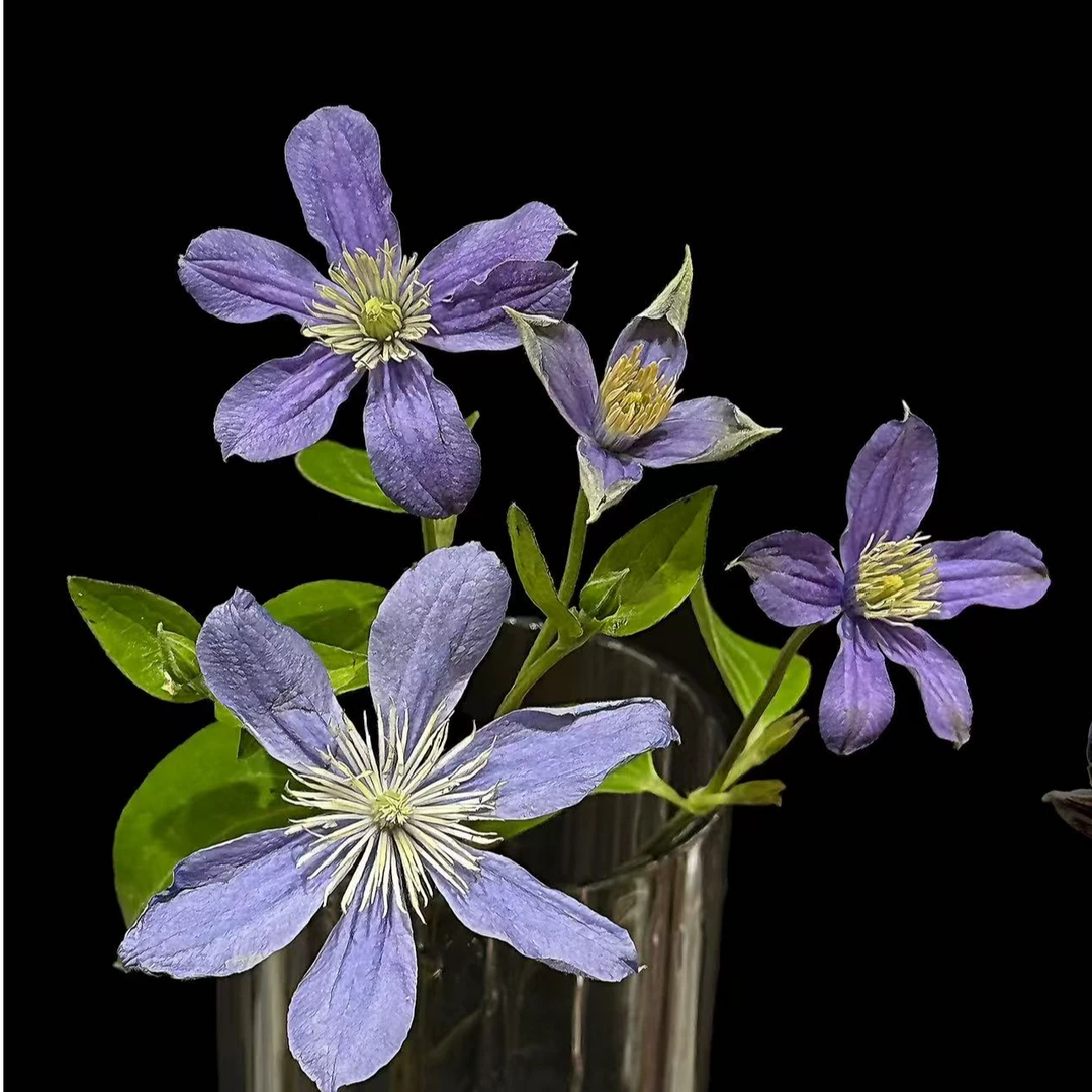 【一单不售后|铁线莲】高端花材 小众花材鲜切花