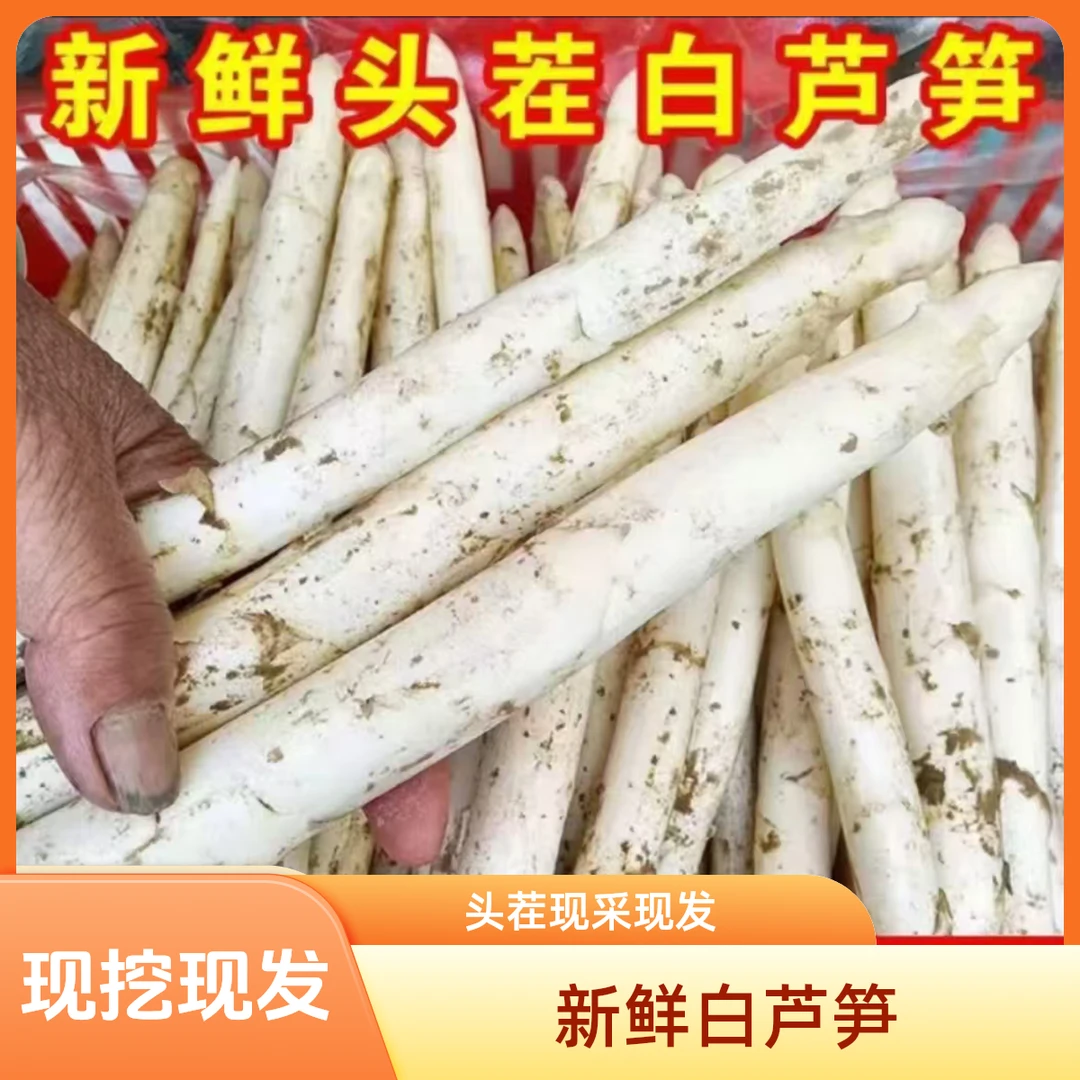 【顺丰包邮】山东特产新鲜白芦笋农家自种现挖现发应季时令蔬菜