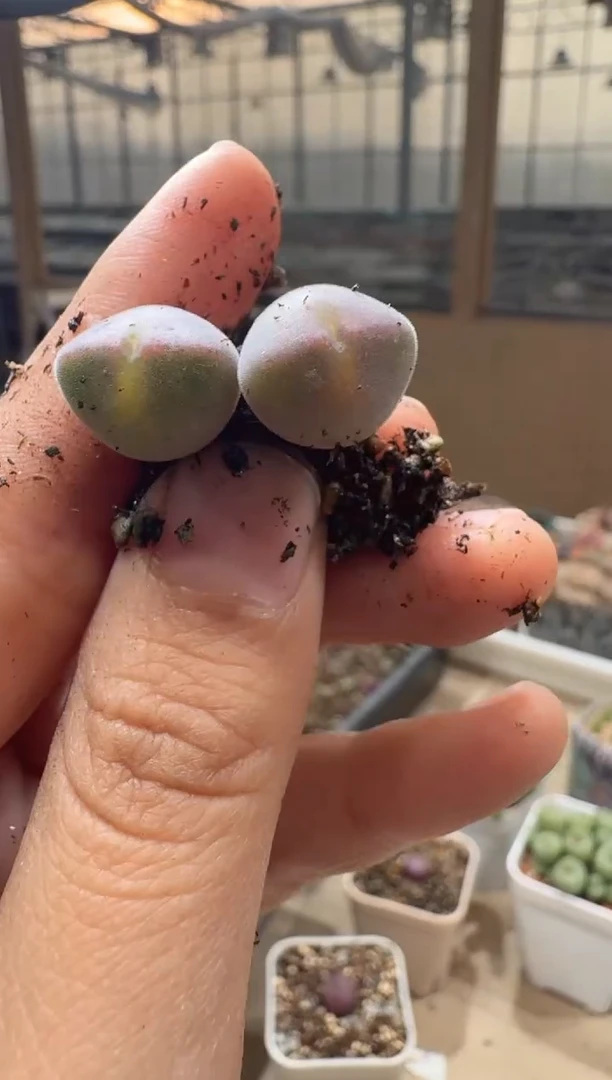 d****r多肉植物肉锥16-334