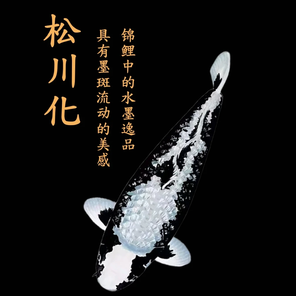 『顺丰包邮』松川化锦鲤血统锦鲤稀有品种锦鲤锦鲤鱼