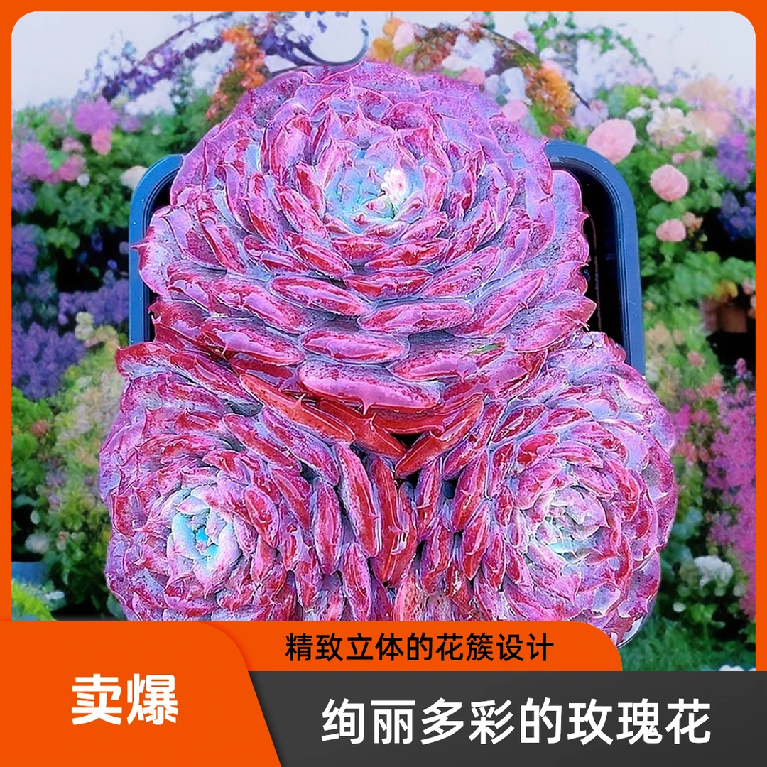 精控可爱熊 光头强多肉植物散光上盆种植固定净化空气耐旱