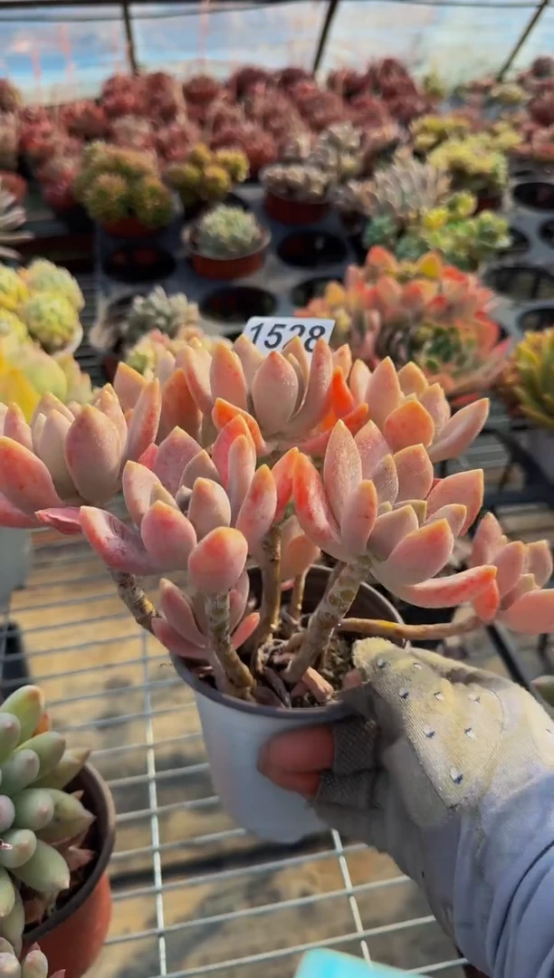 【闪购商品】1528（裸根发货）